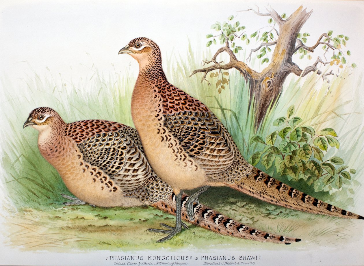 Phasianus mongolicus ja Phasianus shawi, 1906-7. tekijältä Henry Jones