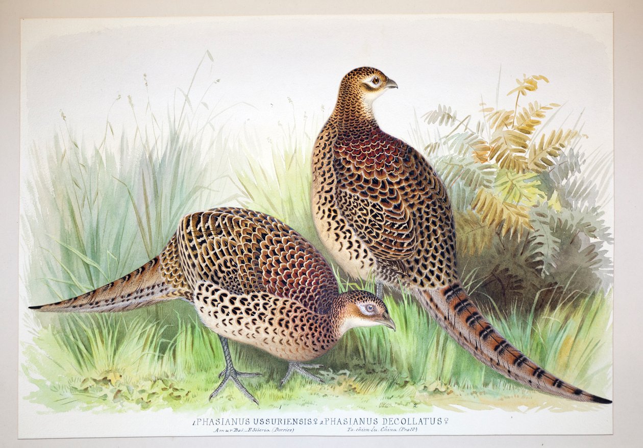 Phasianus ussuriensis ja Phasianus delocllatus, 1906-7 tekijältä Henry Jones