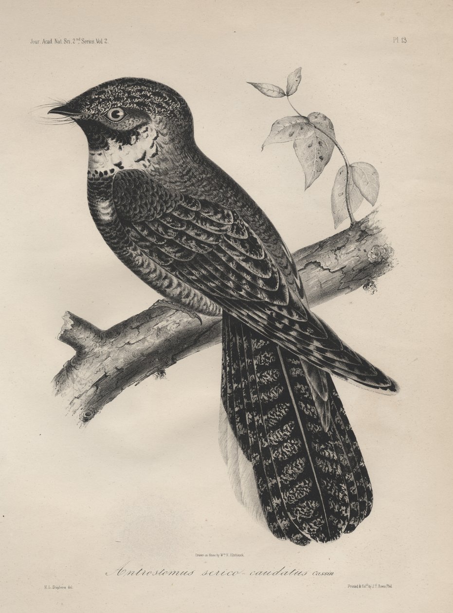 Antrostomus of the Silk-Tailed, litho J.T. Bowen, 1850 tekijältä Henry Louis Stephens
