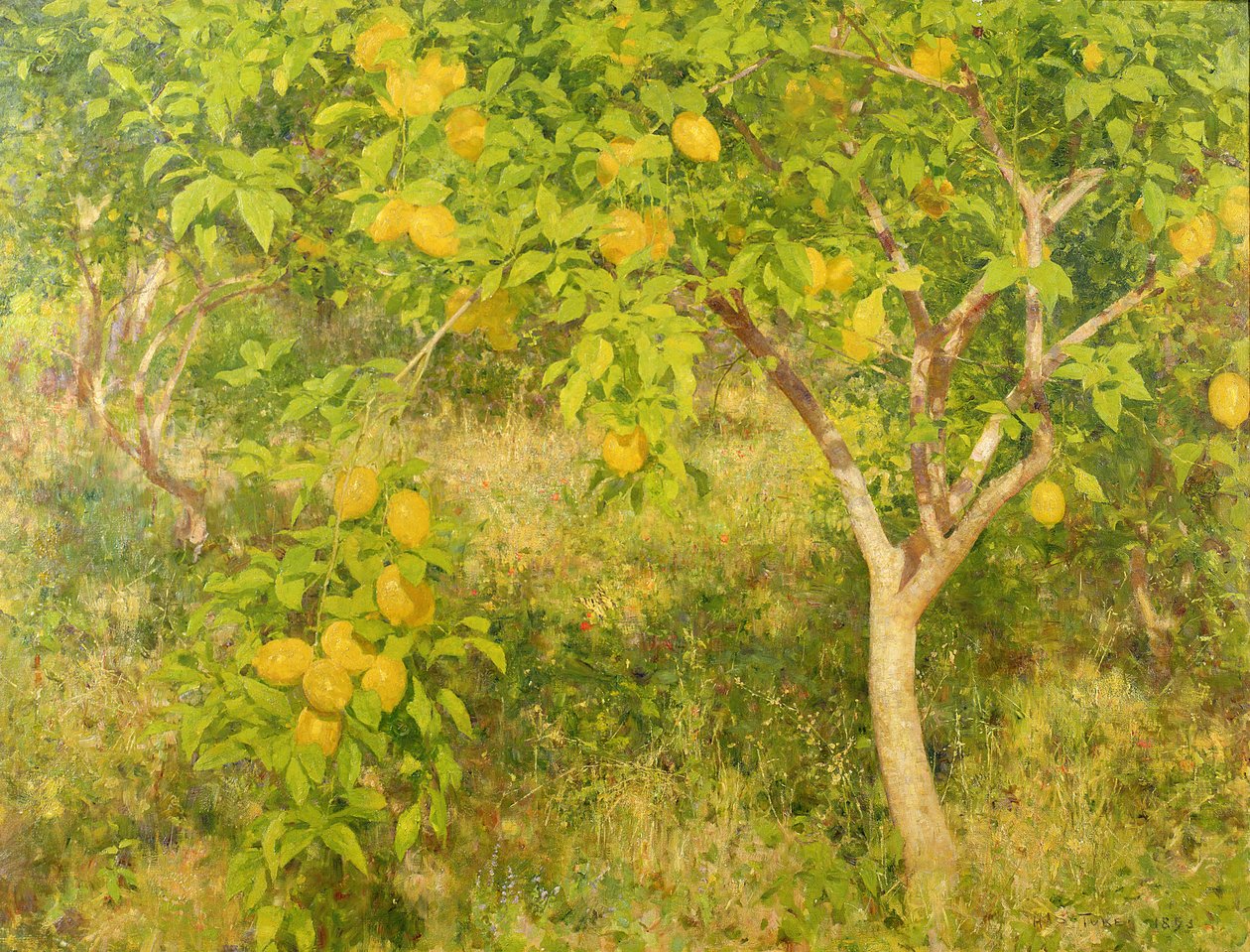 Sitruunapuu, 1893 tekijältä Henry Scott Tuke