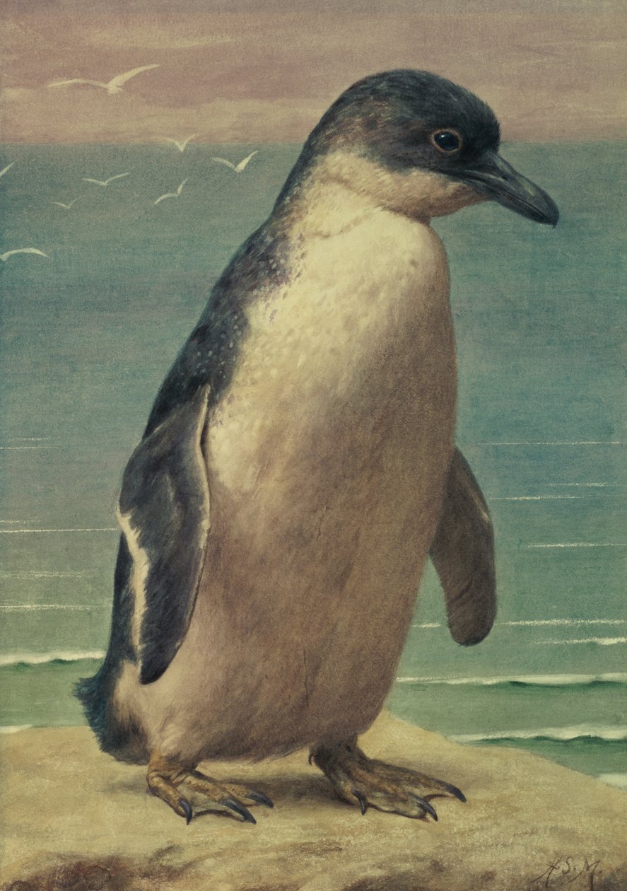 Pingviinin tutkimus tekijältä Henry Stacey Marks
