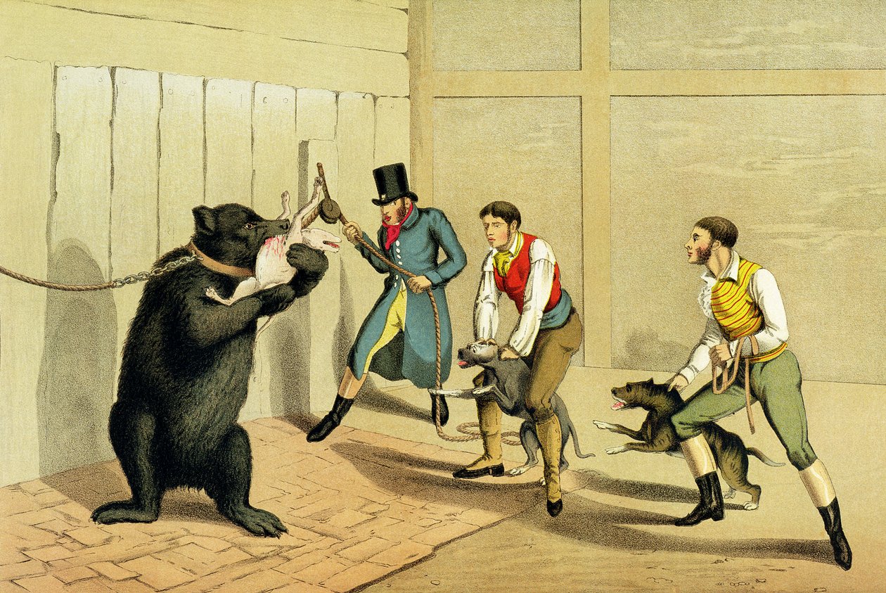 "Bear Baiting", pubi. kirjoittanut Thomas McLean, 1820, (urheiluprintti) tekijältä Henry Thomas Alken