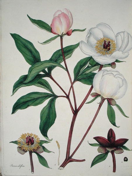 Paeonia Albiflora, julkaisusta "The Botanist