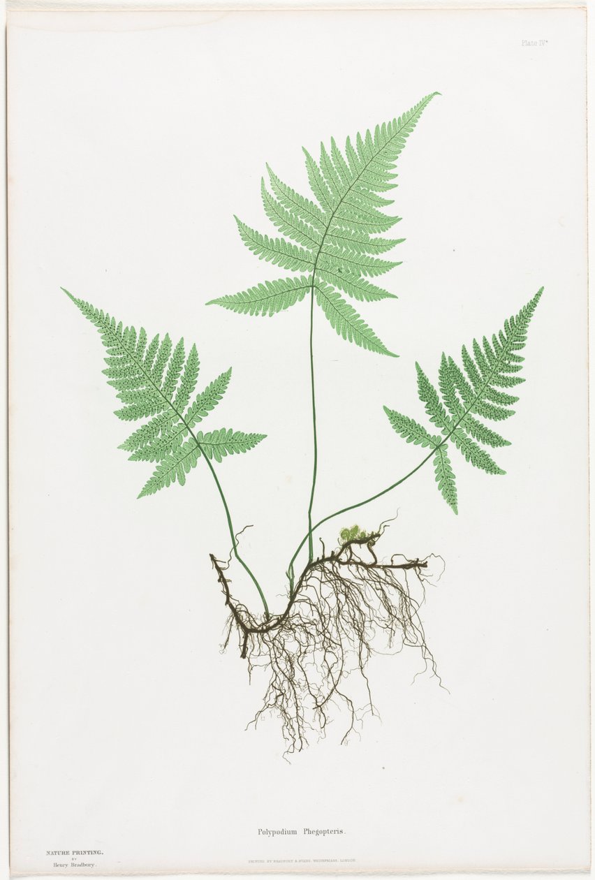 Ison-Britannian ja Irlannin saniaiset: Polypodium Phegopteris, 1855-1856. tekijältä Henry Bradbury