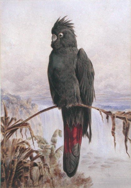 Australian Red-Tailed Black Cockatoo (akvarelli ja vartaloväri paperille) tekijältä Henry Bright