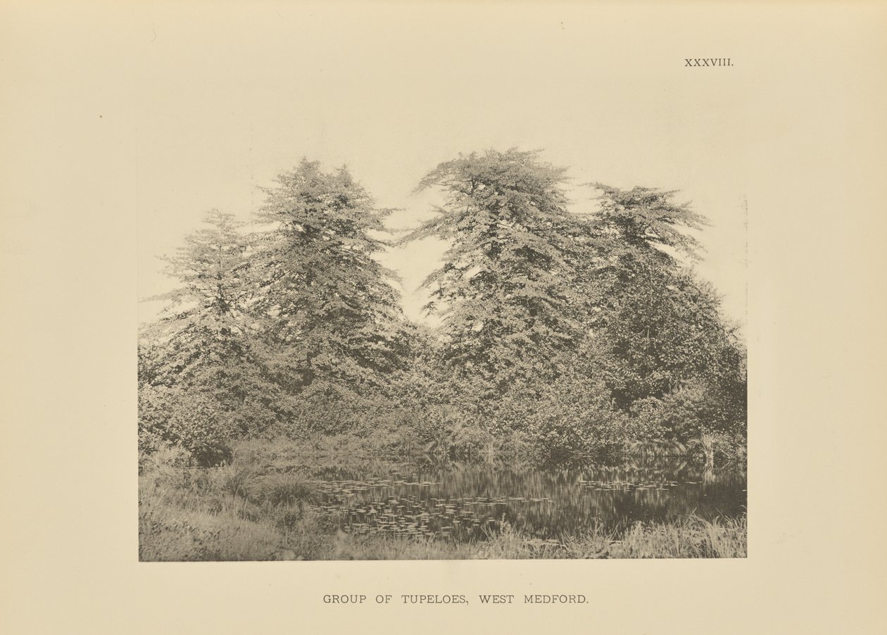 Tupeloryhmä, West Medford tekijältä Henry Brooks