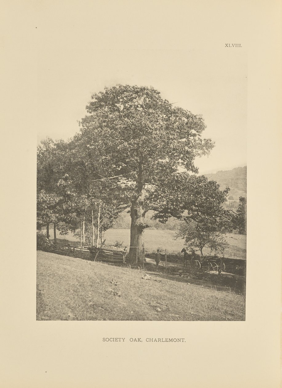 Society Oak, Charlemont tekijältä Henry Brooks