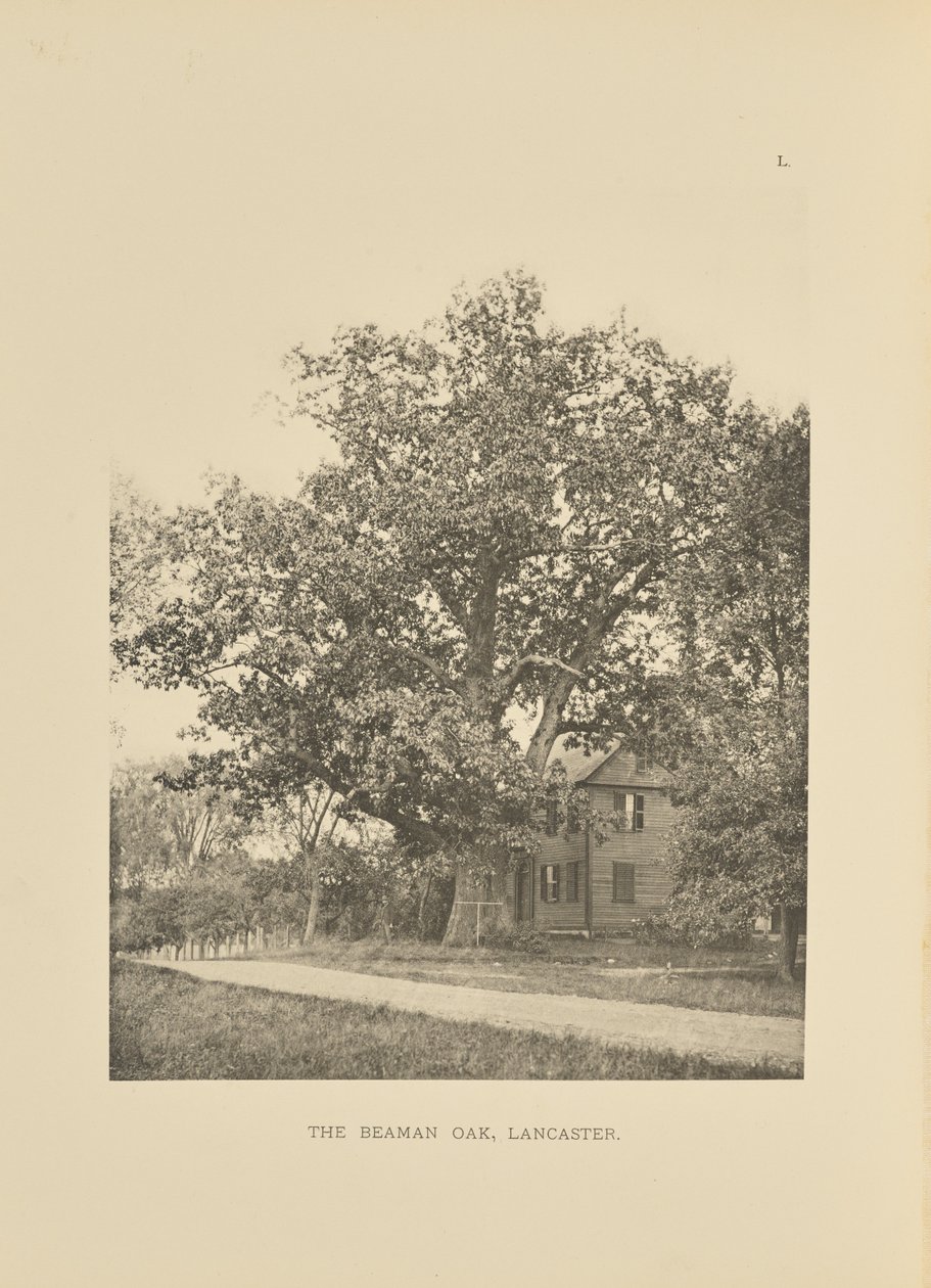 The Beaman Oak, Lancaster tekijältä Henry Brooks