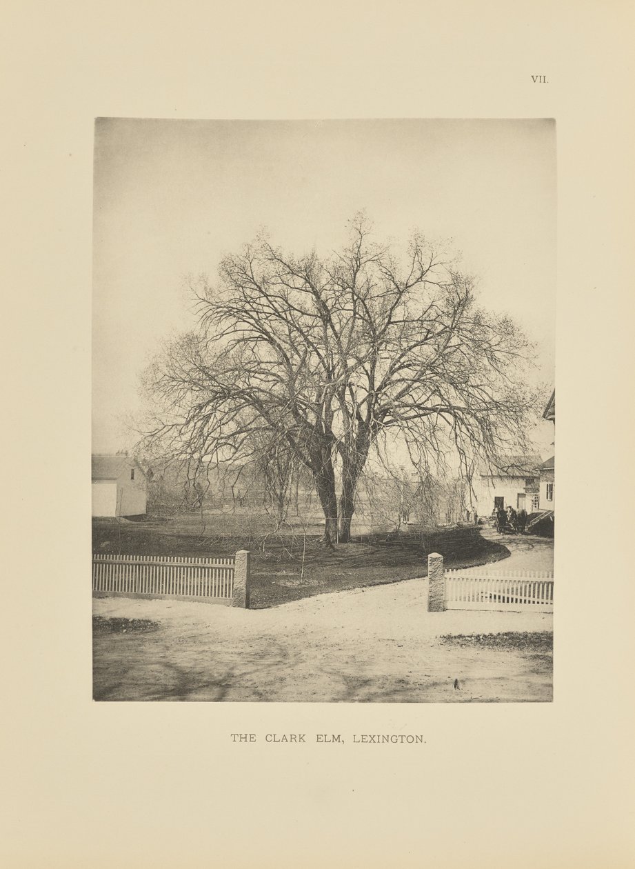 Clark Elm, Lexington tekijältä Henry Brooks
