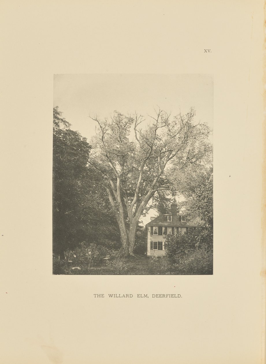 The Willard Elm, Deerfield tekijältä Henry Brooks