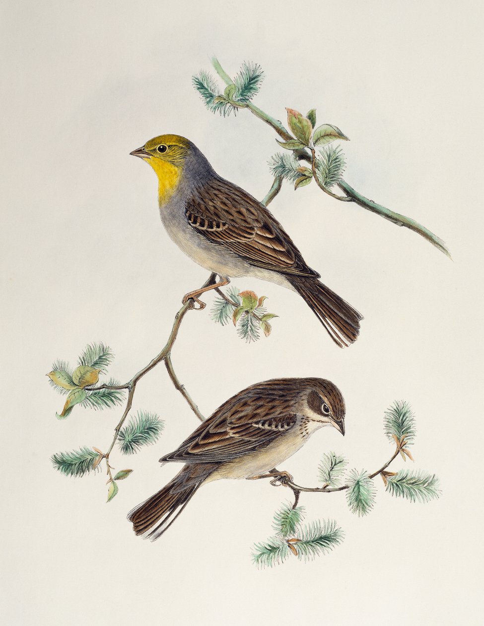 Emberiza cinerea, Aasian linnuista tekijältä Henry Constantine Richter