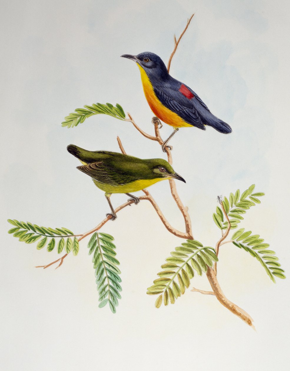 Appelsiinivatsainen kukkapokki (Dicaeum trigonostigma), Aasian linnuista tekijältä Henry Constantine Richter