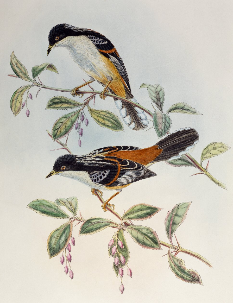 Rufous-selkäinen Sibia (Heterophasia annectans), Aasian linnuista tekijältä Henry Constantine Richter