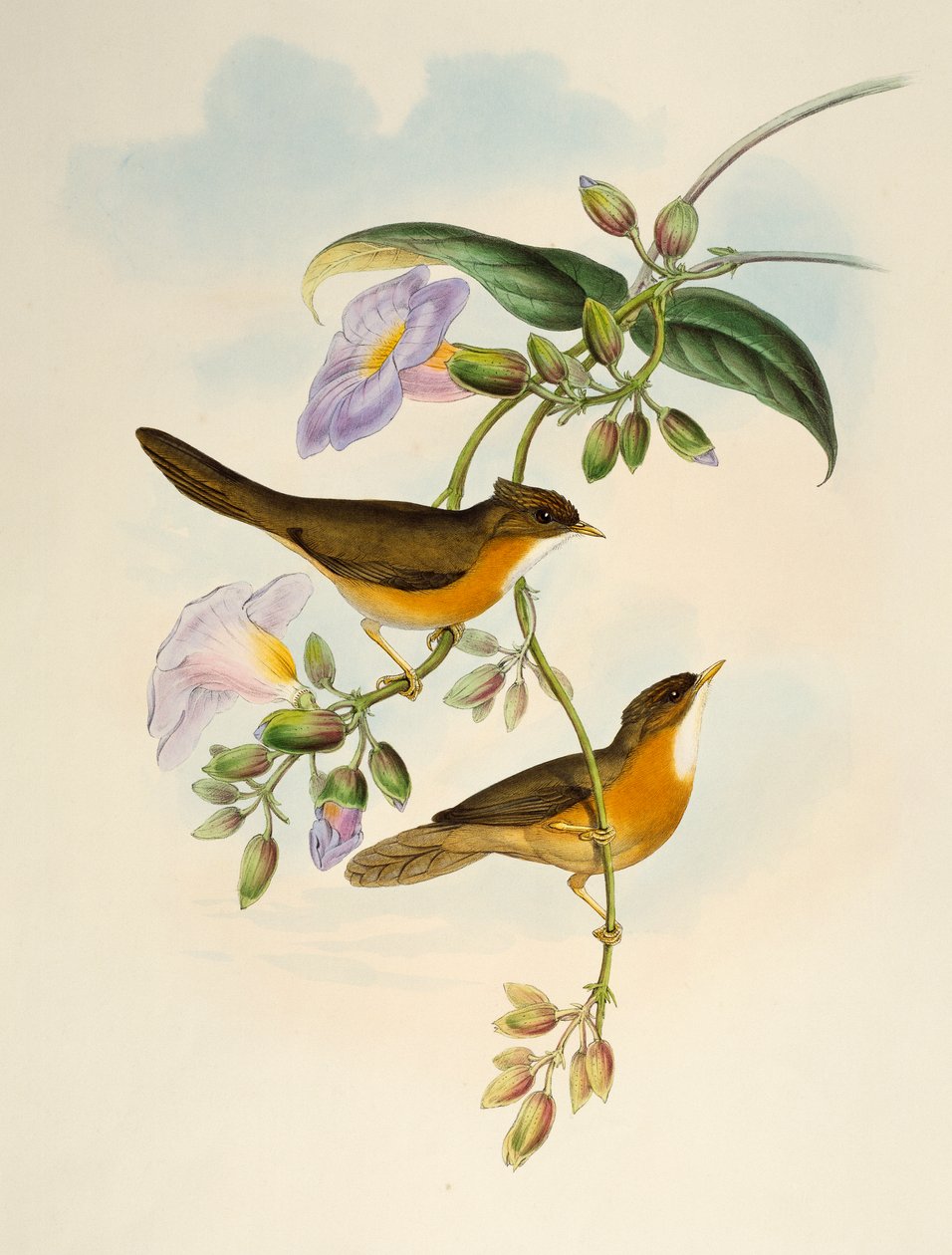 Tawny-bellied Babbler (Dumetia hyperythra), litografia Birds of Asialta tekijältä Henry Constantine Richter