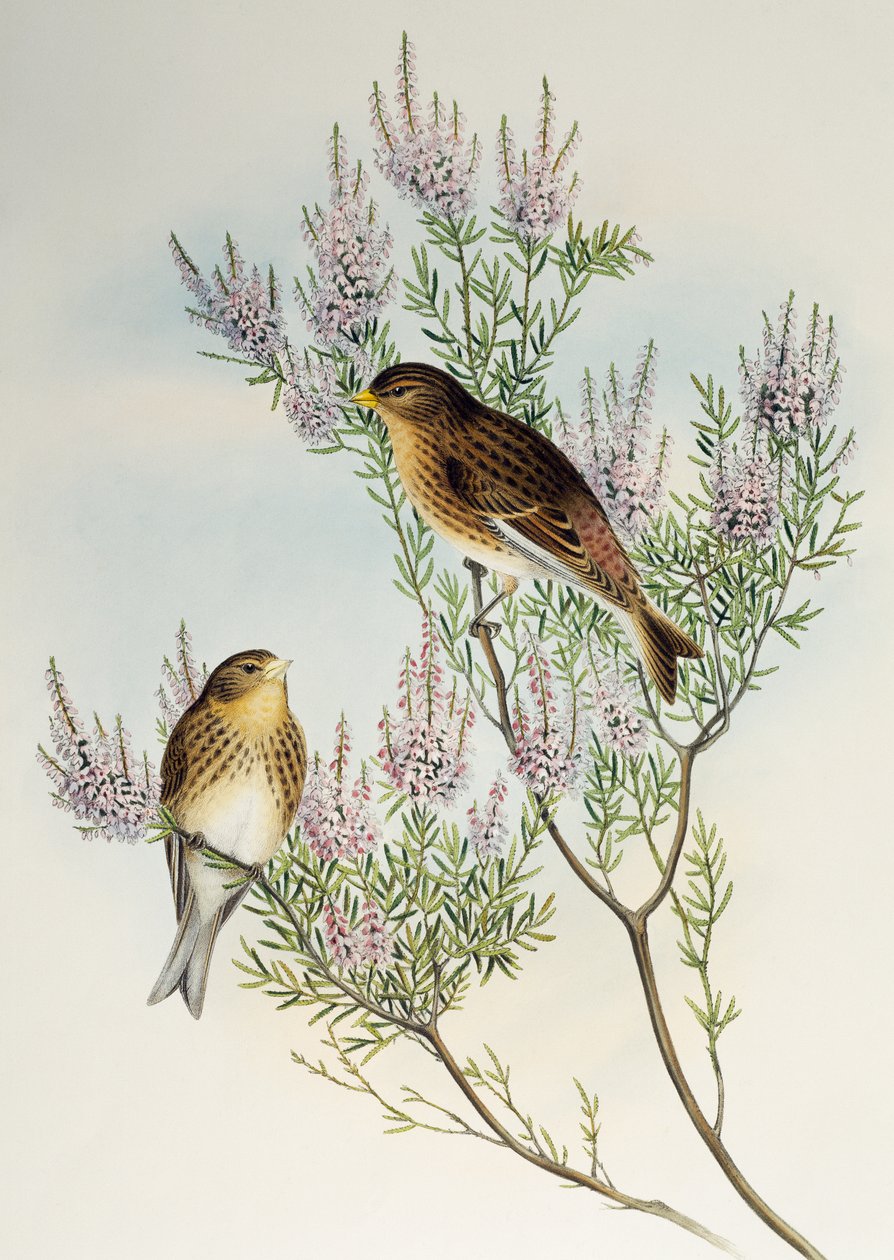 Twite (Carduelis flavirostris), Birds of Great Britain -lajista tekijältä Henry Constantine Richter