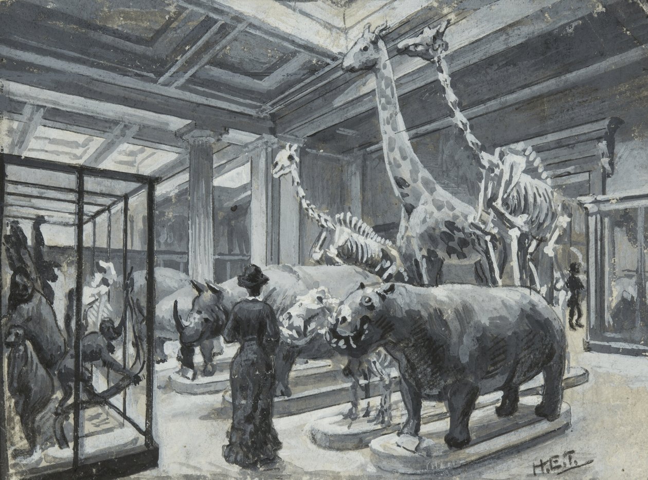 British Museumin sisäkuva, jossa näkyy eläinnäyttelyitä sisältävä galleria, n. 1880 tekijältä Henry Edward Tidmarsh