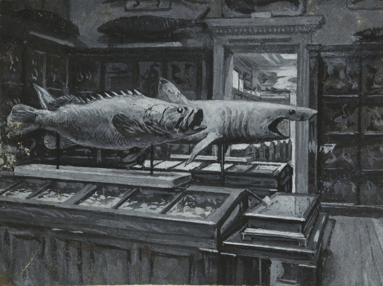 Sisäkuva British Museumista, jossa näkyy galleria kalanäyttelyistä, n. 1880 (pesu ja vartaloväri paperilla) tekijältä Henry Edward Tidmarsh