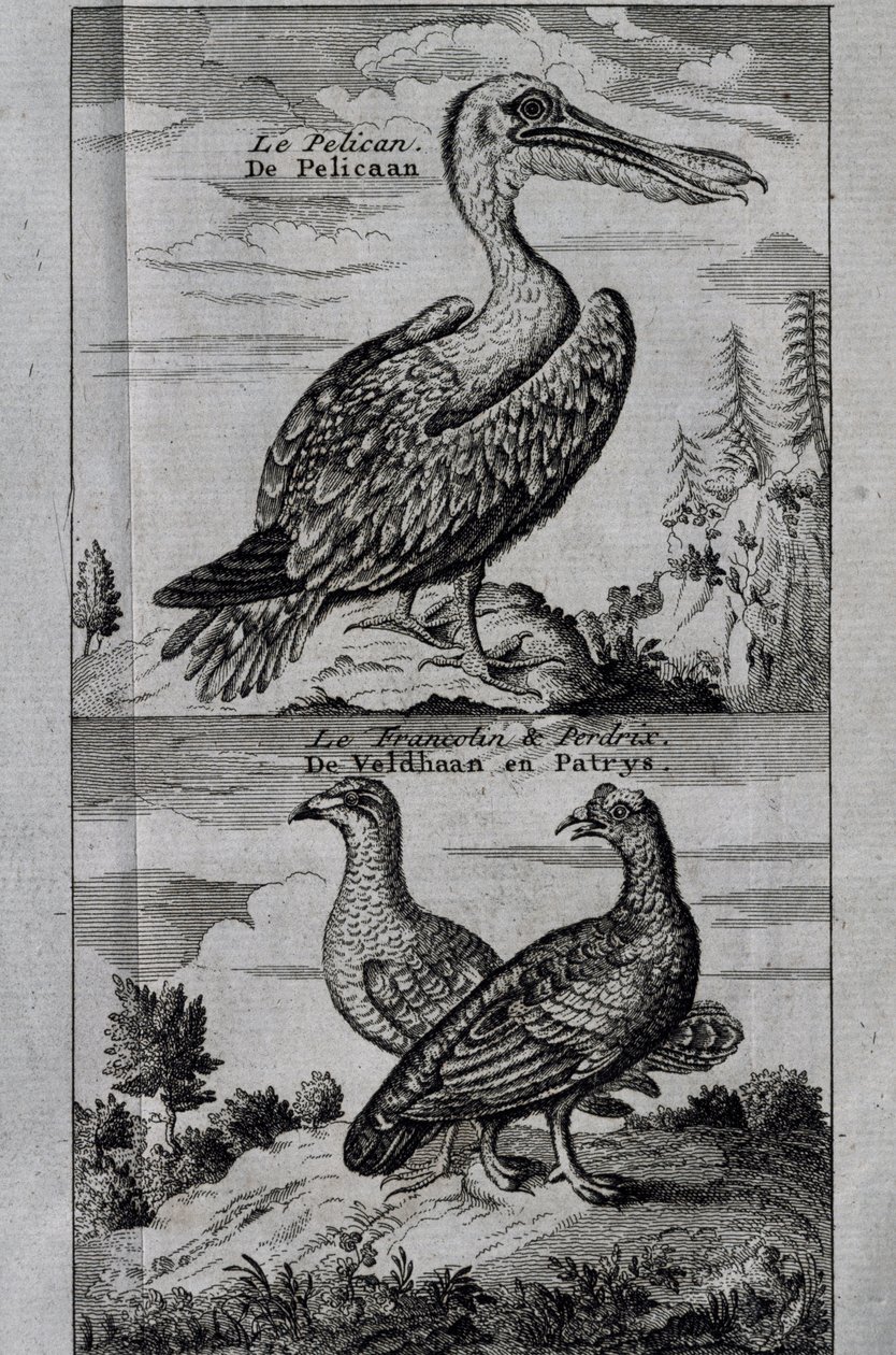 Pelikaani, Hazel Grouse ja Partridge, kaiverrus matkasta Hudson