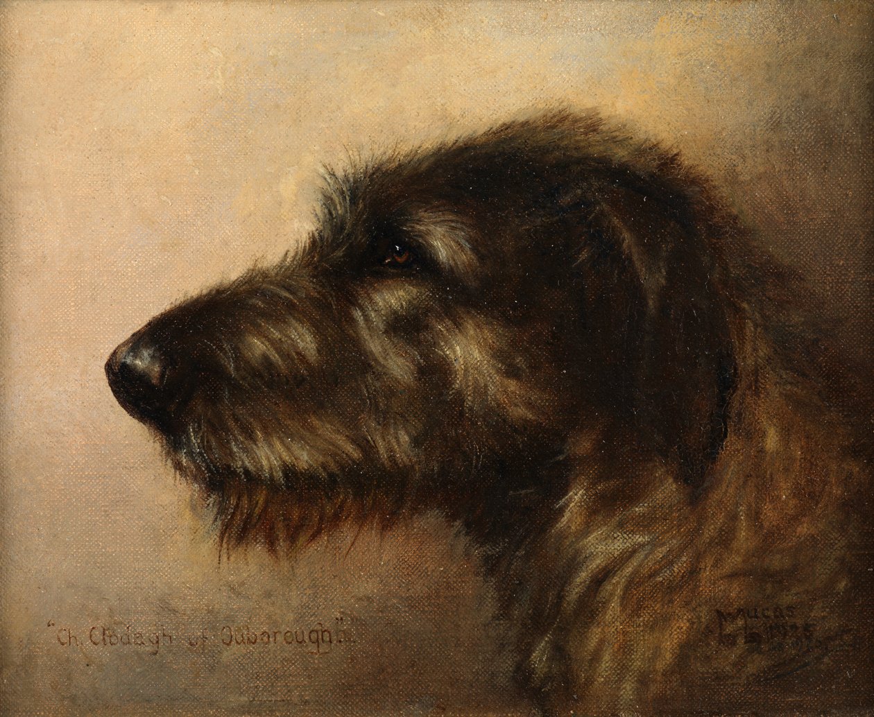 Ouboroughin mestari Clodagh, irlanninsusikoira tekijältä Henry Frederick Lucas Lucas