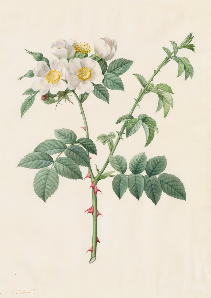 Brier Bush Rose tai Dog Rose (Rosa Leucantha) tekijältä Henry Joseph Redouté