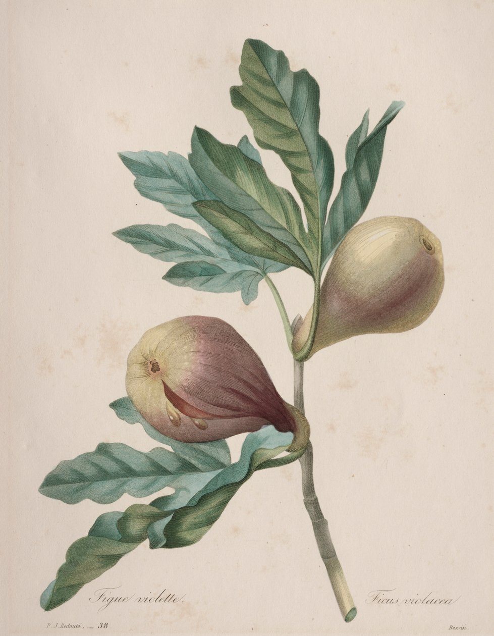 Valinta kauneimmista kukista...kauneimmista hedelmistä: Violet Fig tekijältä Henry Joseph Redouté