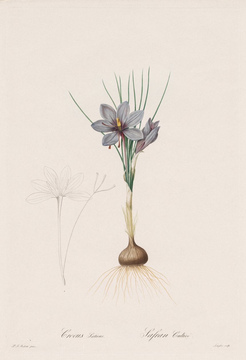 Liliaceae: Crocus Sativus tekijältä Henry Joseph Redouté