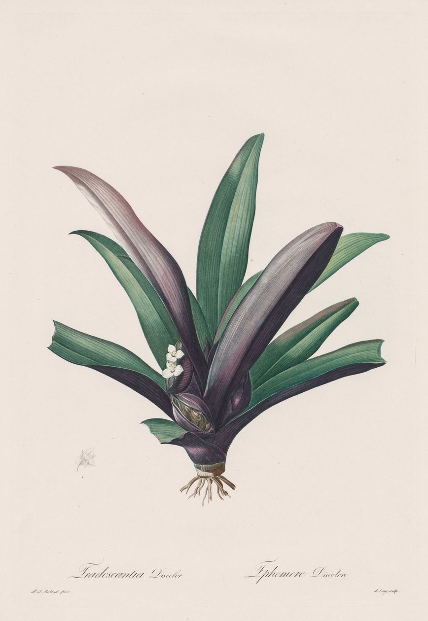 Les Liliacées: Tradescantia discolor tekijältä Henry Joseph Redouté