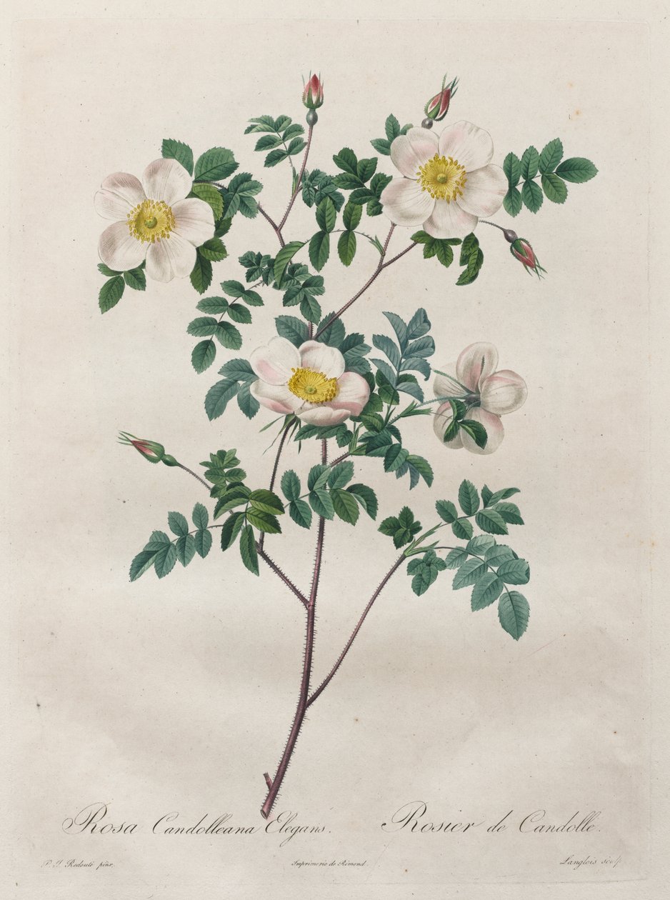 Les Roses: Rosa Candolleana Elegans tekijältä Henry Joseph Redouté