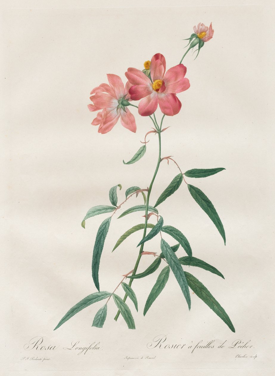 Ruusut: Rosa Longifolia tekijältä Henry Joseph Redouté