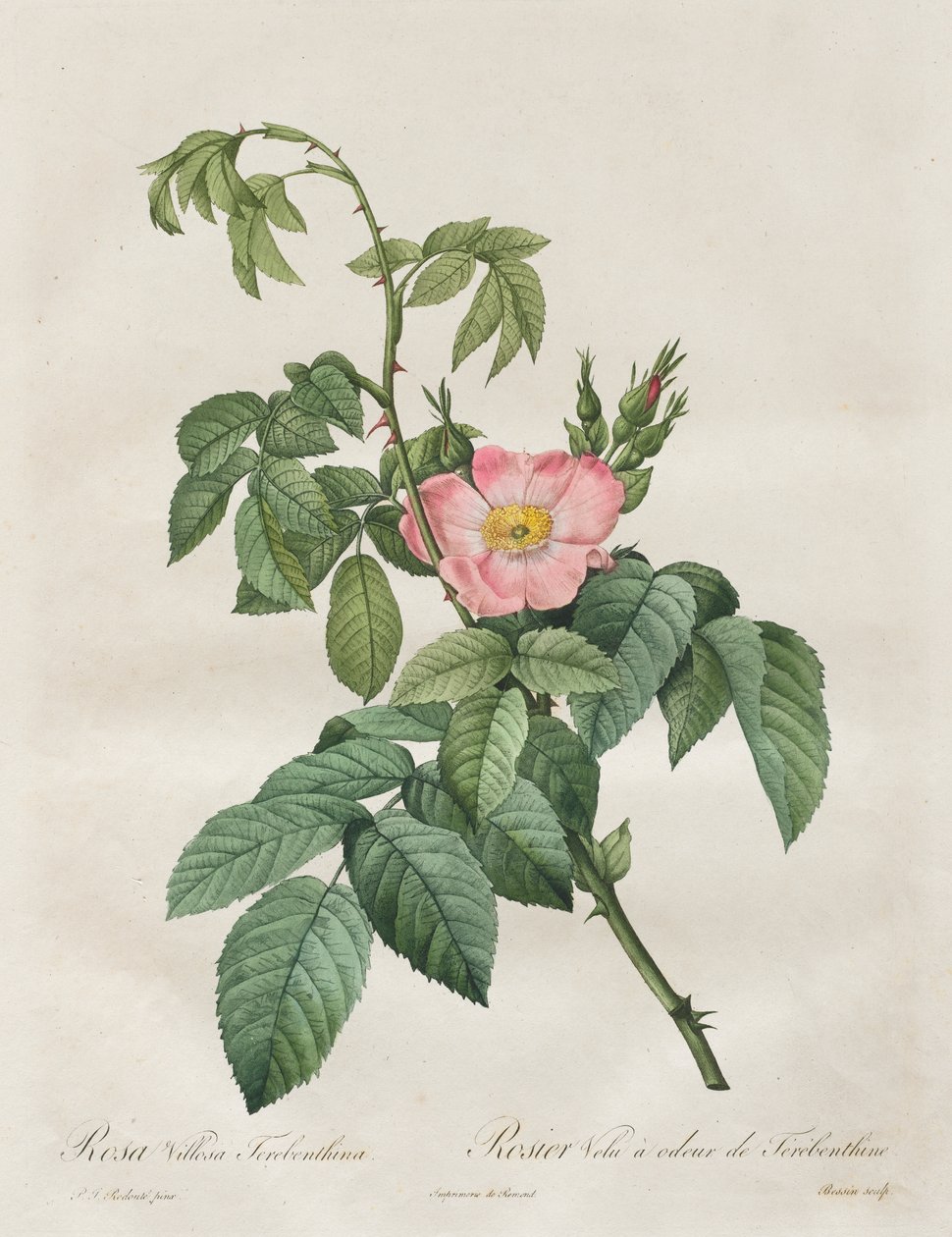 Les Roses: Rose Villosa -tärpätti tekijältä Henry Joseph Redouté