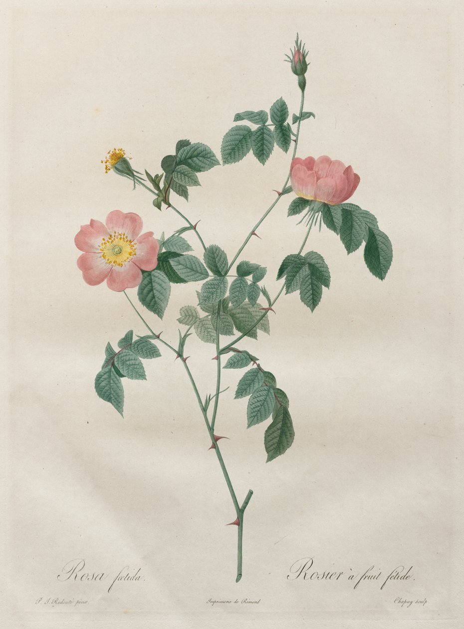 Ruusut: Rosa indica tekijältä Henry Joseph Redouté