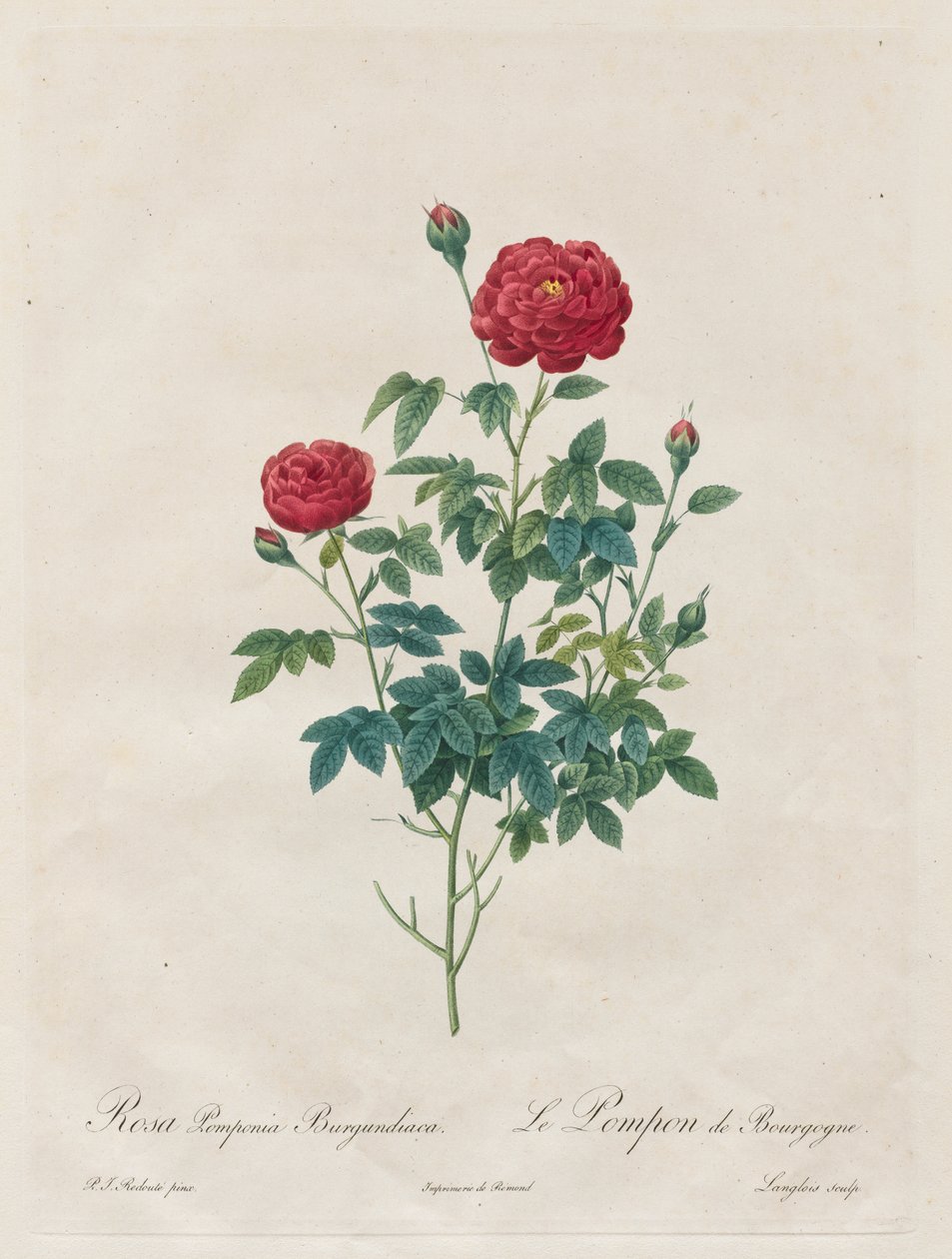 Pompom Pinkki tekijältä Henry Joseph Redouté