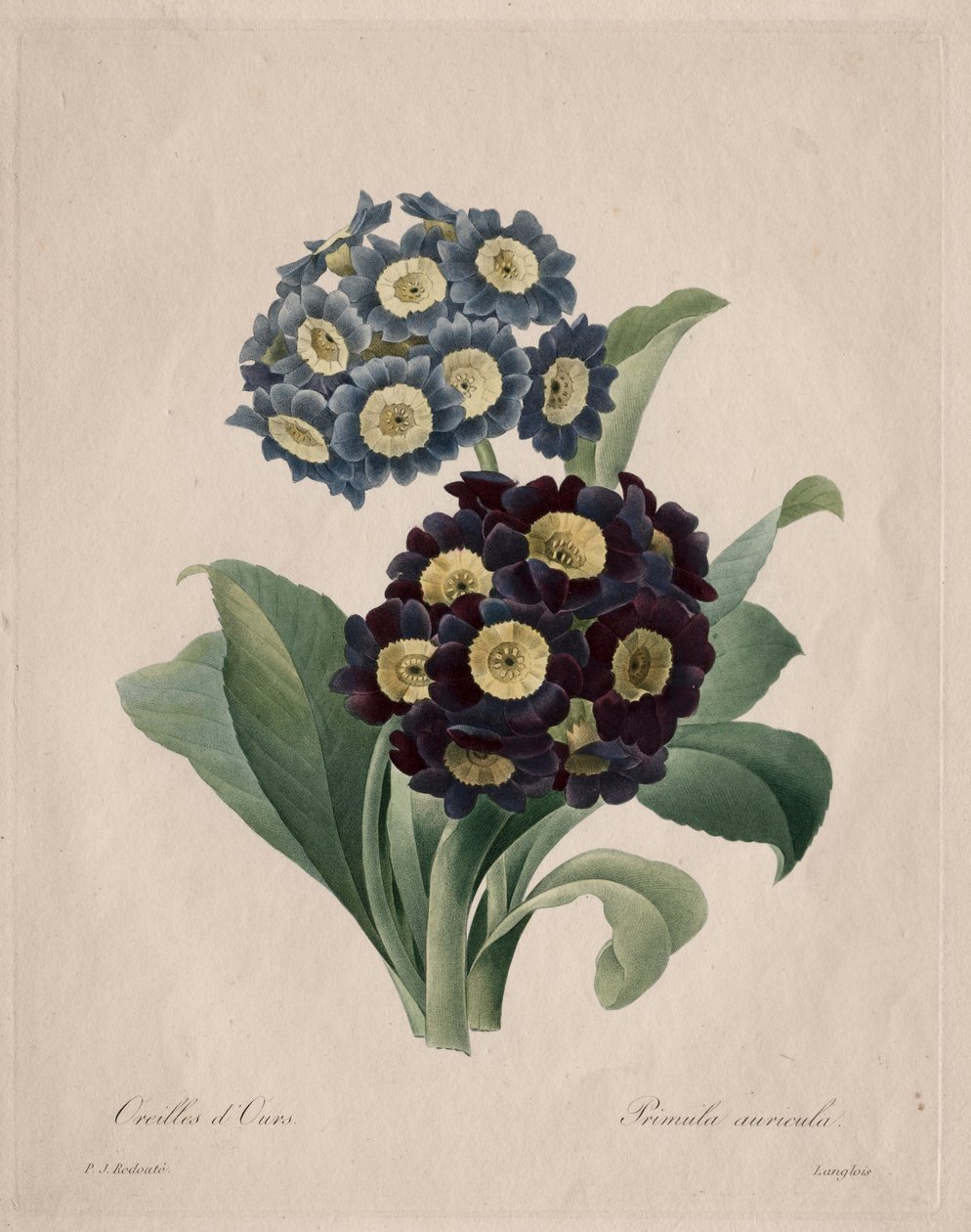 Primula auricula tekijältä Henry Joseph Redouté