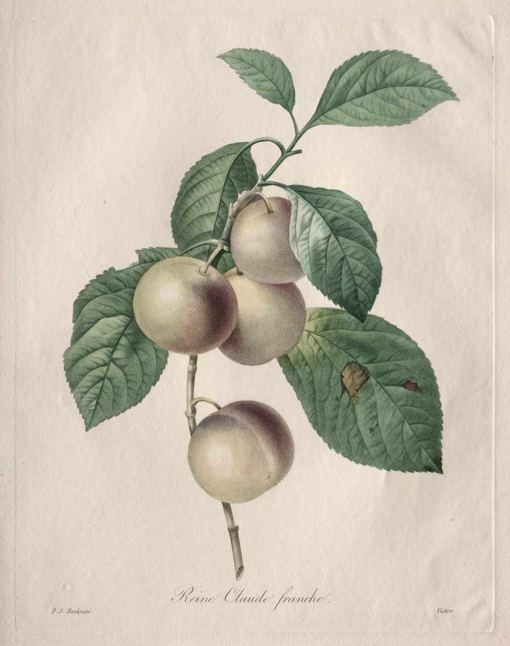 Reine Claude Plum tekijältä Henry Joseph Redouté
