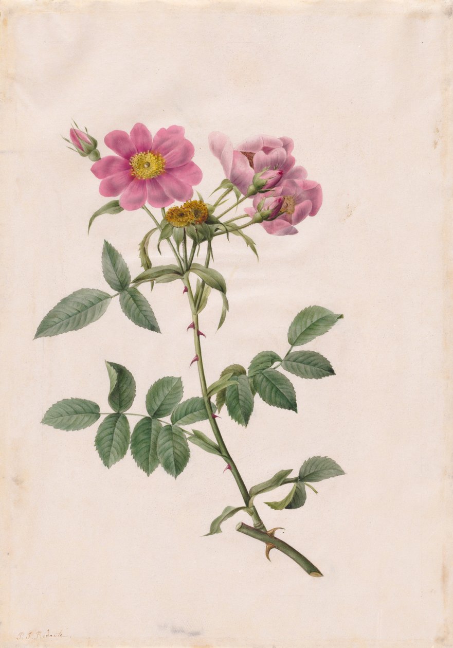 Monsoon Hill Rose tekijältä Henry Joseph Redouté