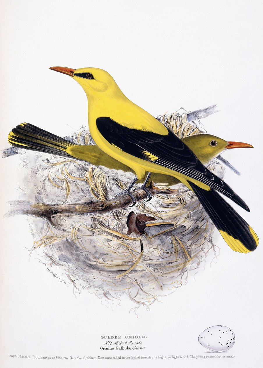 Kultainen oriole, 1835 tekijältä Henry Leonard Meyer