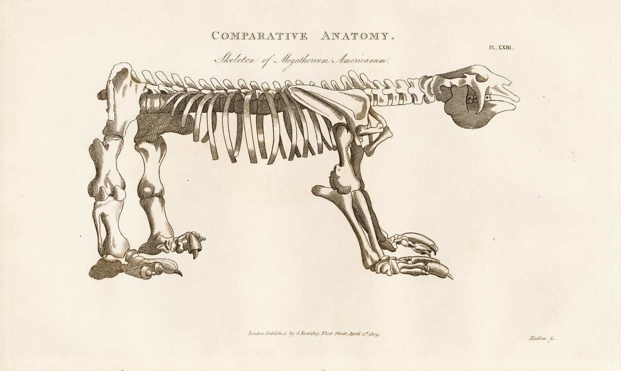 Megatherium americanumin luuranko tekijältä Henry Mutlow