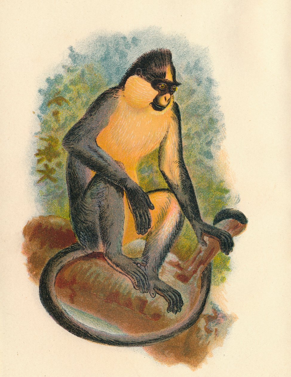Everetts Langur, 1897 tekijältä Henry Ogg Forbes