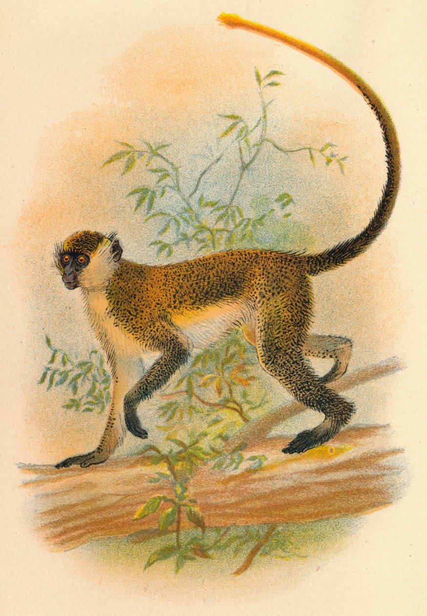 Vihreä Guenon, 1897 tekijältä Henry Ogg Forbes