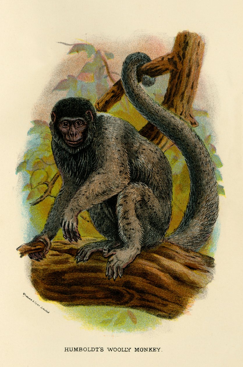 Humboldts Woolly Monkey, 1896 tekijältä Henry Ogg Forbes