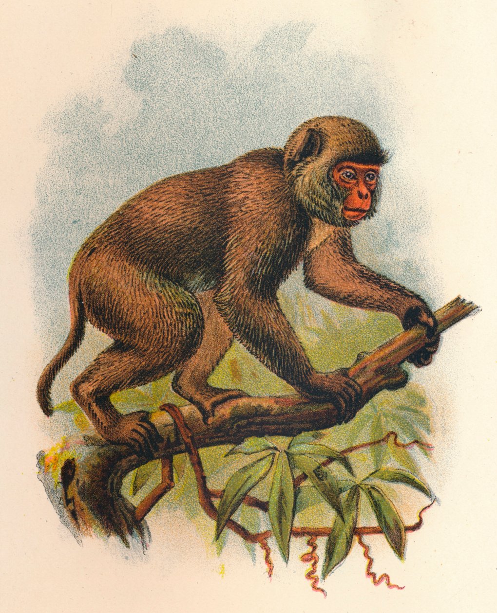 St. Johns Macaque, 1897 tekijältä Henry Ogg Forbes