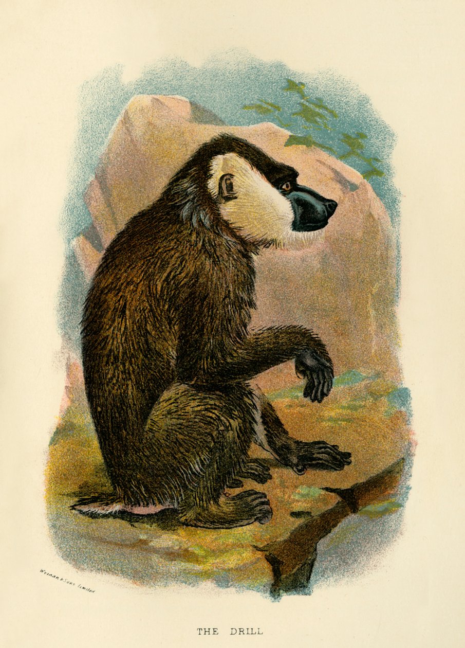Pora, 1896 tekijältä Henry Ogg Forbes