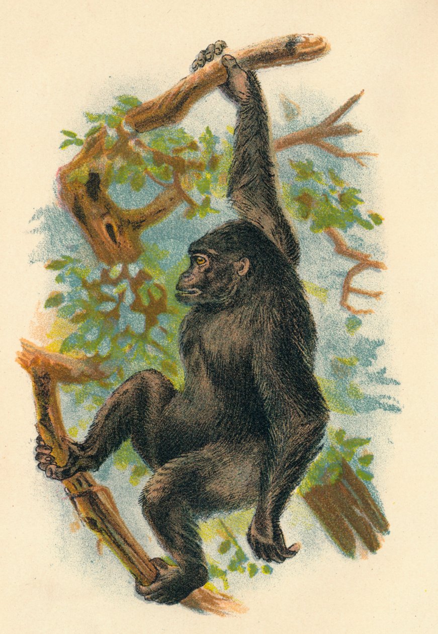 Gorilla, 1897 tekijältä Henry Ogg Forbes