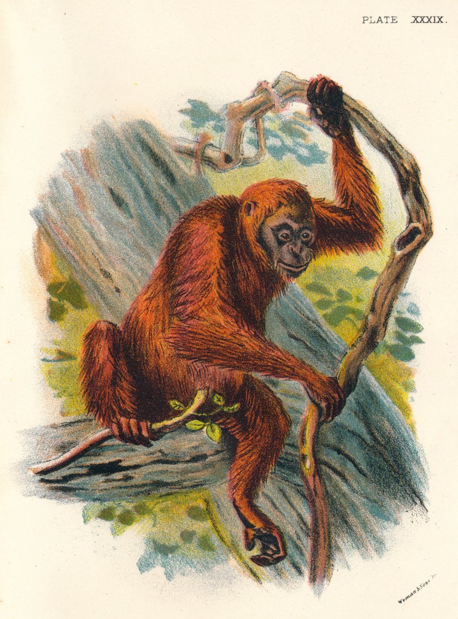 Orang-Utan, 1897 tekijältä Henry Ogg Forbes