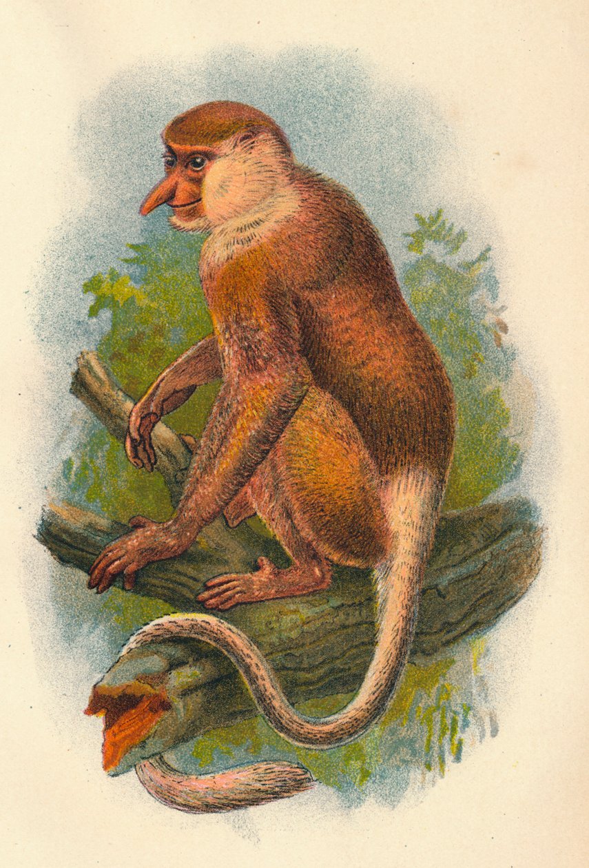 Proboscis Monkey, 1897 tekijältä Henry Ogg Forbes