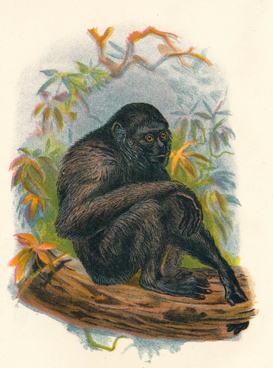 Siamang Gibbon, 1897 tekijältä Henry Ogg Forbes