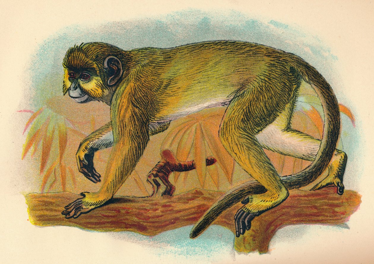 Talapoin, 1897 tekijältä Henry Ogg Forbes