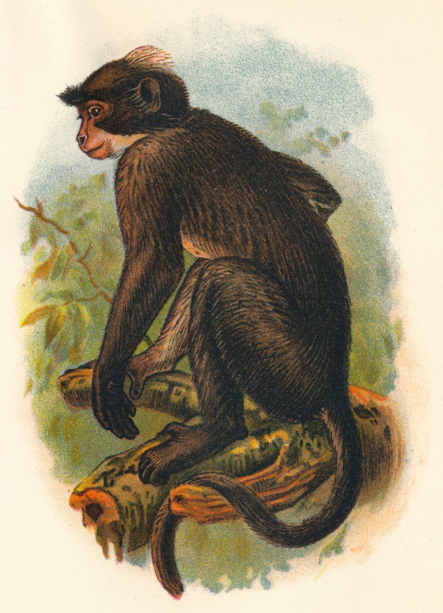 White Crown Mangabey, 1897 tekijältä Henry Ogg Forbes