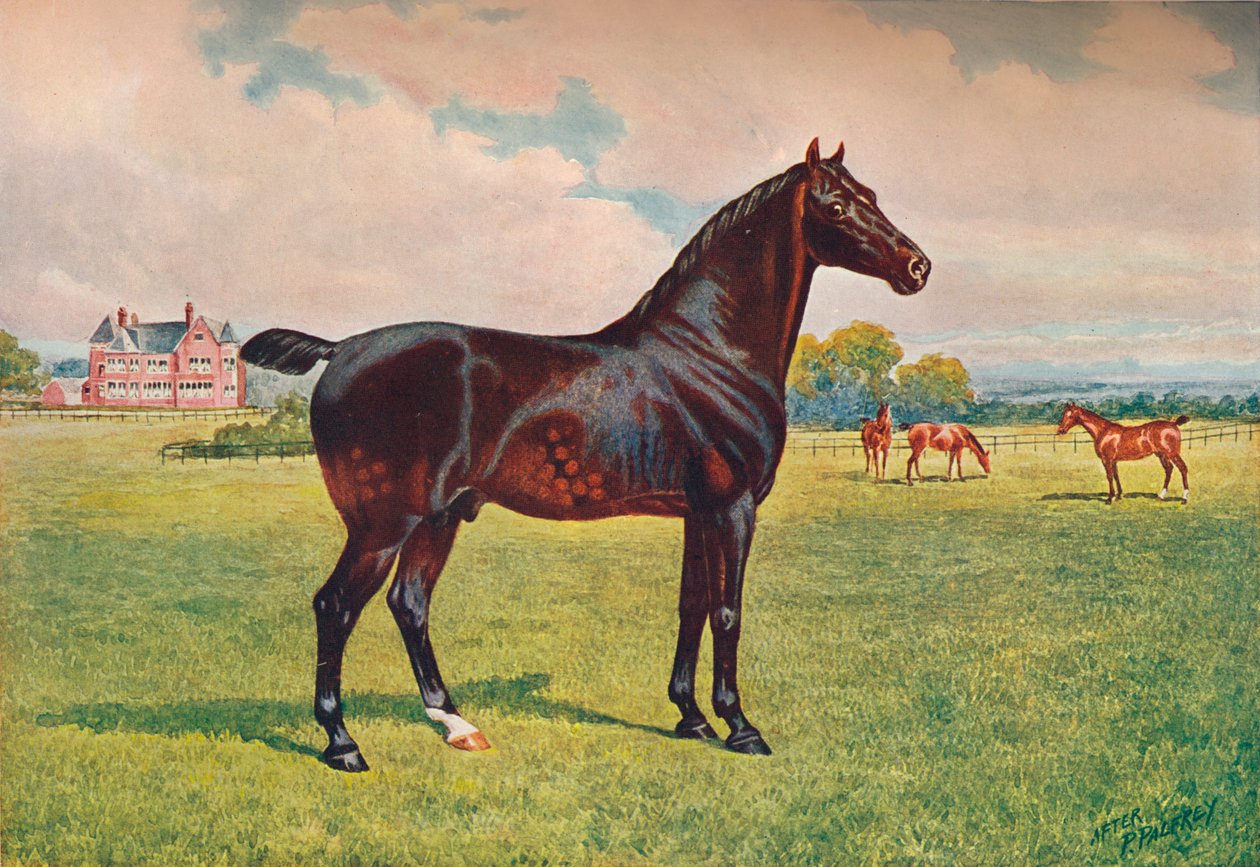 Hackney Pony ori Berkeley Model, c1900 c1910 tekijältä Henry Powell Palfrey
