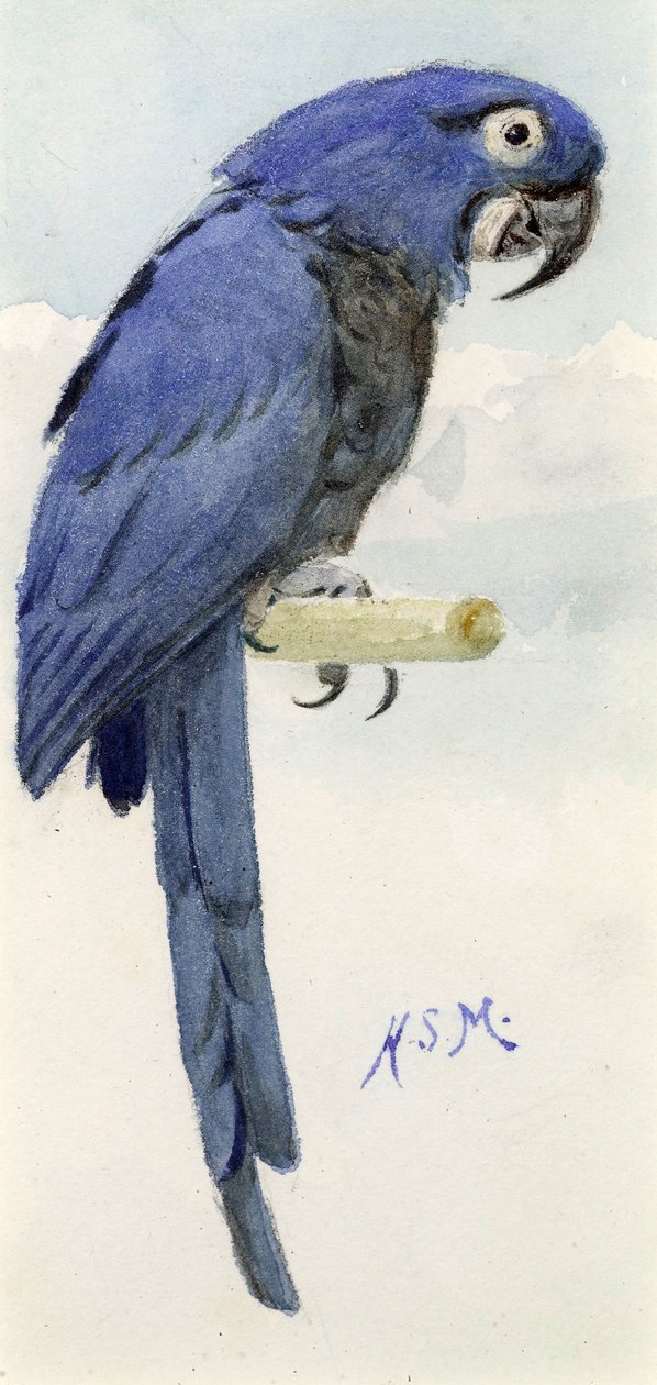 Hyasintti ara, n. 1890 tekijältä Henry Stacey Marks